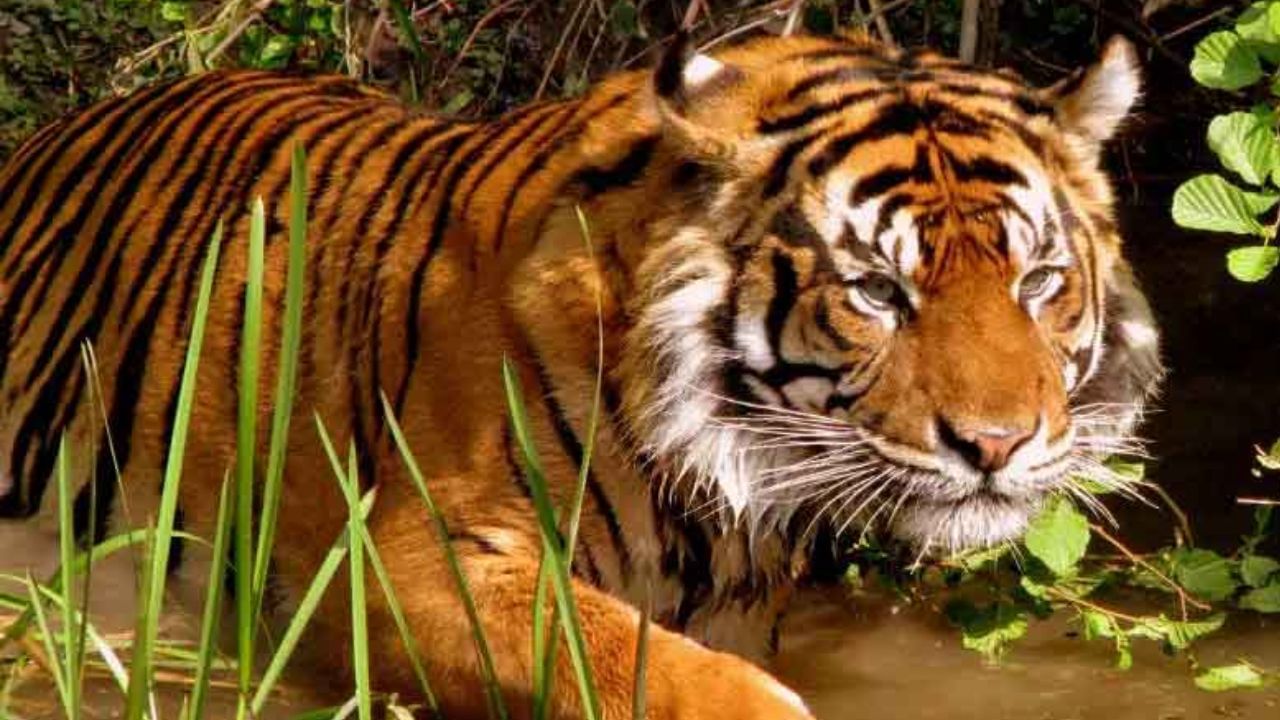 Royal Bengal Tiger Attack: নৌকা থেকেই টেনে নিয়ে গেল জঙ্গলে, বাঘে-মানুষের ভয়ানক লড়াই সুন্দরবনে