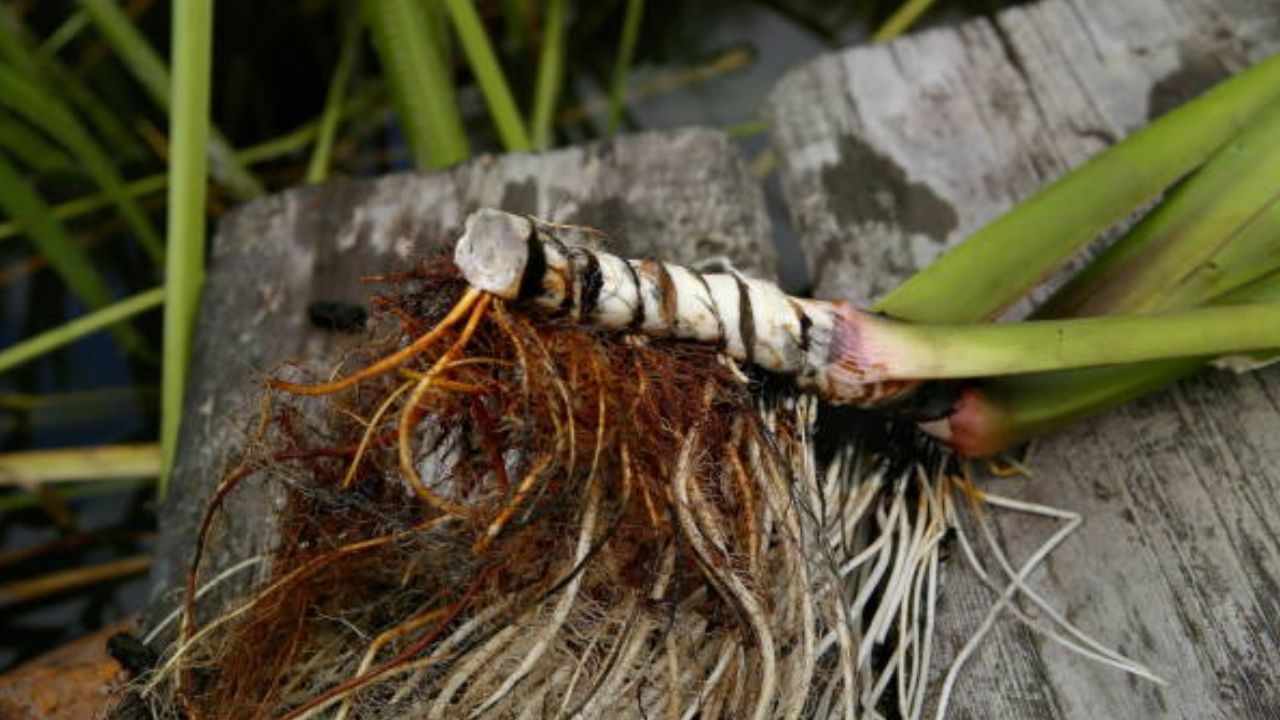 ঐতিহ্যবাহী একটি ভেষজ উপাদন হল ভাচা। এটির অপর নাম অ্যাকোরাস ক্যালামাস। শিশুদের রোগ প্রতিরোধ ক্ষমতা বাড়াতে ভাচা খুব উপকারী। এছাড়া শরীরের প্রদাহ কমাতে এবং মস্তিষ্কের স্বাস্থ্য ভাল রাখতেও এই  আয়ুর্বেদিক উপাদানকে সাপ্লিমেন্ট হিসাবে ব্যবহার করা হয়