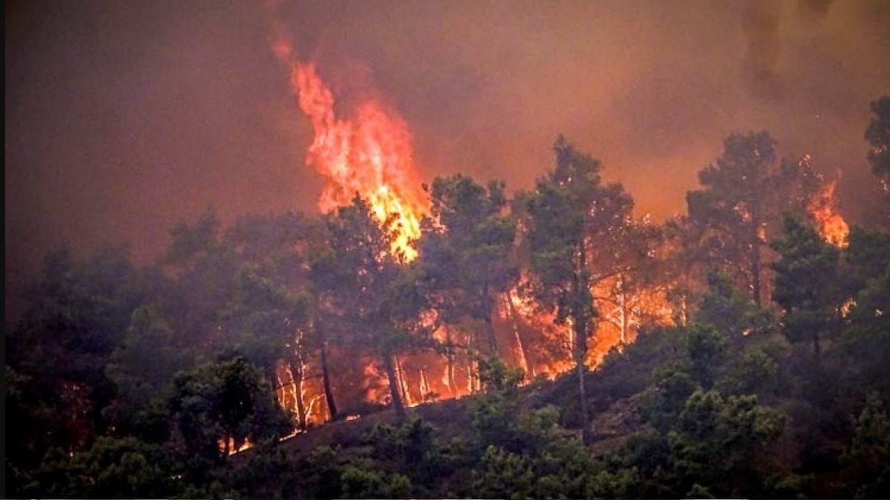 Wildfire: চিলিতে দাবানলে মৃত অন্তত ৫১, জারি জরুরি অবস্থা Wildfire: চিলিতে দাবানলে মৃত অন্তত ৫১, জারি জরুরি অবস্থা