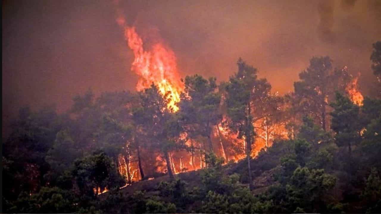 Wildfire: চিলিতে দাবানলে মৃত অন্তত ৫১, জারি জরুরি অবস্থা Wildfire: চিলিতে দাবানলে মৃত অন্তত ৫১, জারি জরুরি অবস্থা