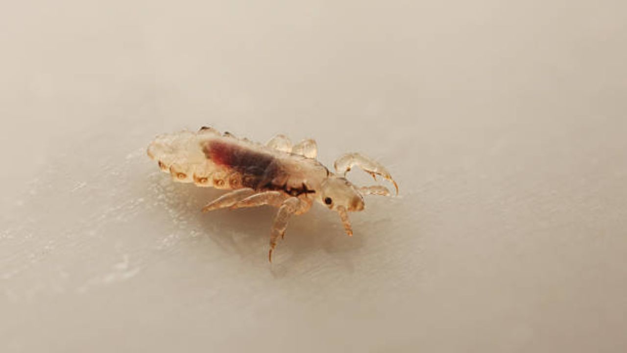 উকুন নিয়ে খোলাখুলি আলোচনা করতে অনেকেই লজ্জা পান। কিন্তু সমস্যা হল, উকুন সহজে দূর করা যায় না। অ্যান্টি-লাইস শ্যাম্পু ব্যবহারের পরও মাথায় উকুন ঘুরে বেড়ায়। তাই শ্যাম্পুর পাশাপাশি ঘরোয়া টোটকার সাহায্য নিন।