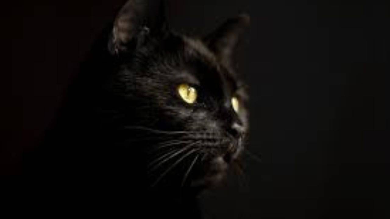 Lucky Color Black: অশুভ কালো রঙ এই রাশিদের জন্য শুভ! তালিকায় আপনার রাশি আছে নাকি?