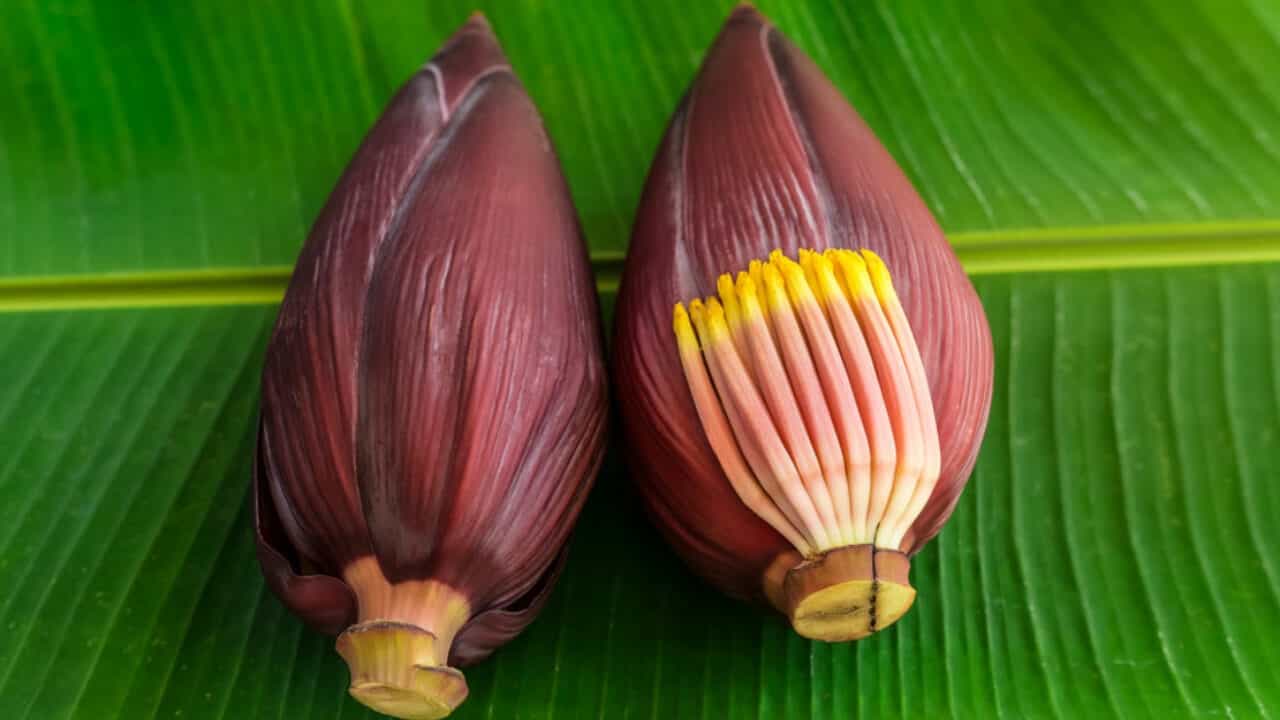 মোচার ঘণ্ট হোক থেকে শুরু করে মোচার চপ, বাঙালি বাড়িতে কলার ফুল (মোচা) রান্না হয় না এমন খুব কম বাড়িই আছে। কলার ফুল দিয়ে তৈরি এই খাবারগুলি সাধারণত যে কোনও বাঙালি বাড়িতে রান্না করা হয়ে থাকে।
