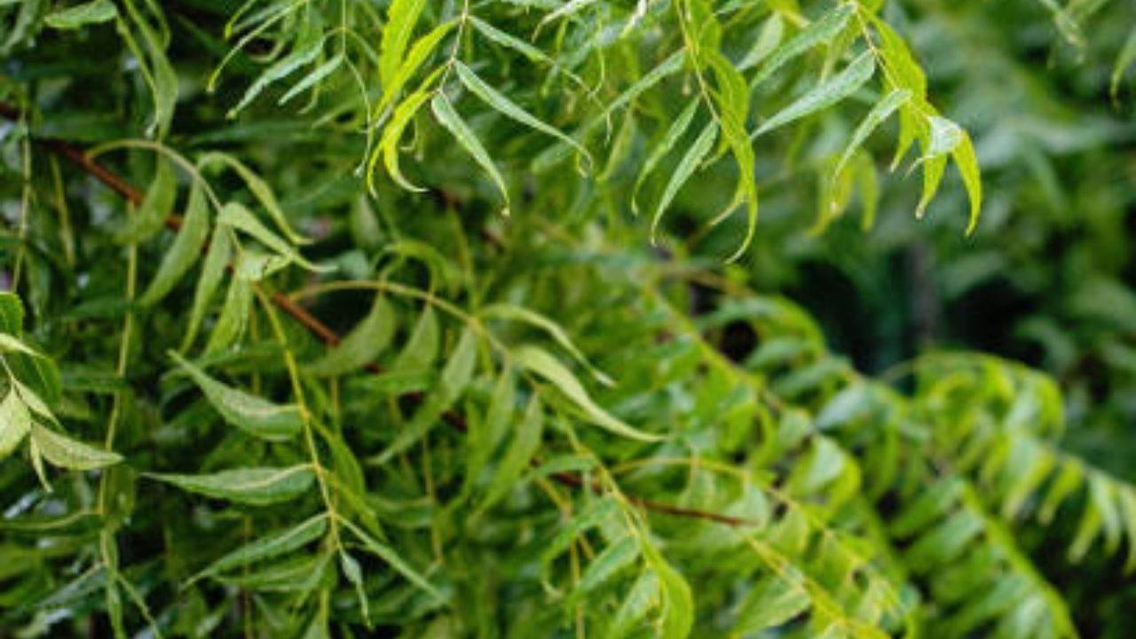 যা যা লাগছে বানাতে-নিম পাতা, সাদা তেল,বড়ি, কালো জিরে, আলু, রাঙাআলু, সজনে ডাঁটা, হলুদ গুঁড়ো, নুন ও চিনি। কড়াইতে তেল দিয়ে নিমপাতা ভেজে নিন। এ বার বড়িগুলো ভাজুন 