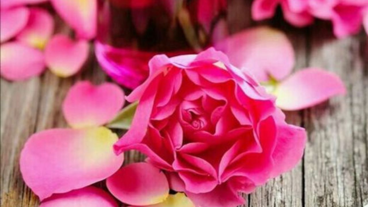 গোলাপ শুধু রূপেই সুন্দর নয়, গুণের শেষ নেই এই ফুলের। ত্বকের জন্য ভীষণ উপকারী একটি ফুল হল গোলাপ। (ছবি:Pinterest)