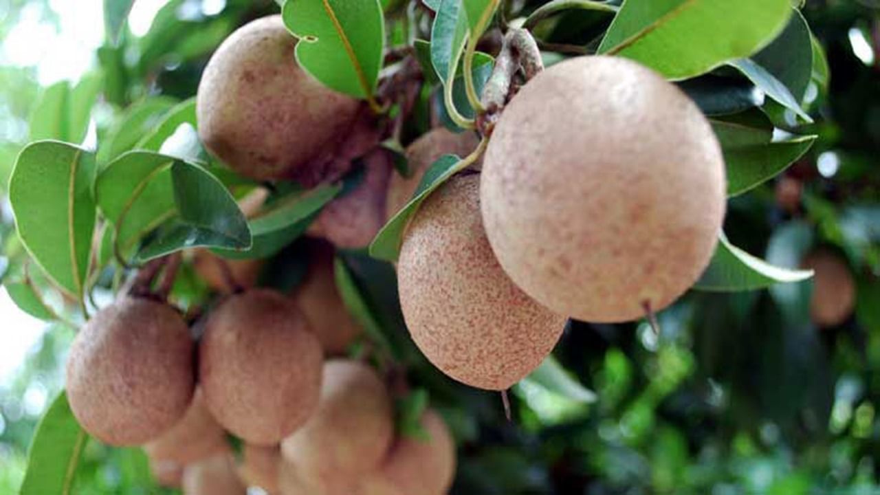 চারিদিকে এত ফলের মাঝে কোনটা খাবেন, আর কোনটা খাবেন না, তা বুঝতেই পারেন না। কিন্তু প্রতিদিনের খাদ্যতালিকায় একটা করে সবেদা রাখতেই পারেন। প্রাকৃতিক ফাইবারের উপযুক্ত উদাহরণ হল সবেদা। 