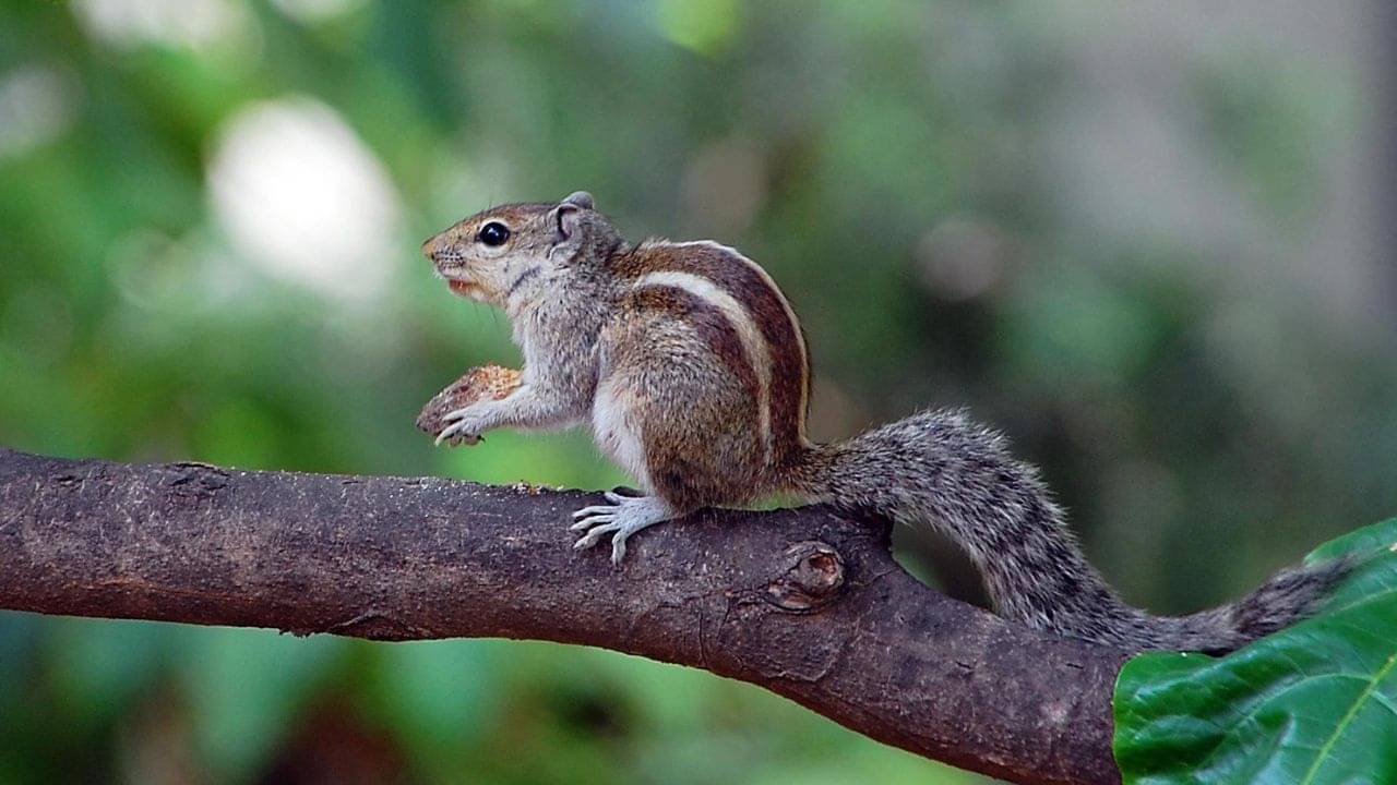 Lucky Animal: জোড়া শালিক নয়, রোজ কাঠবিড়ালি দেখলে তবেই দিন যাবে ভাল! রয়েছে বিশেষ অর্থ