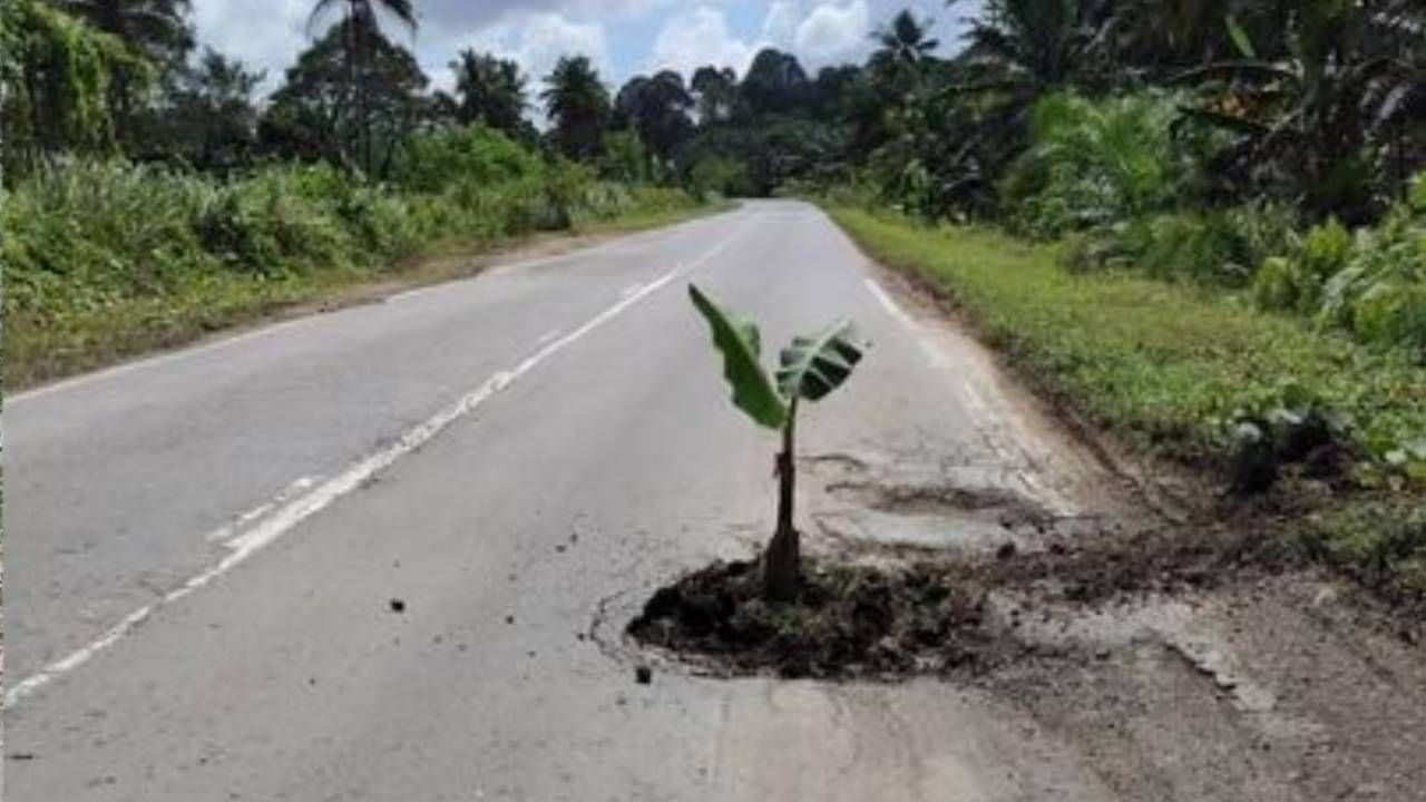 Tree on Road: প্রশাসনের 'আঙুল ফোলায়' পিচের রাস্তায় পোঁতা হল কলাগাছ!