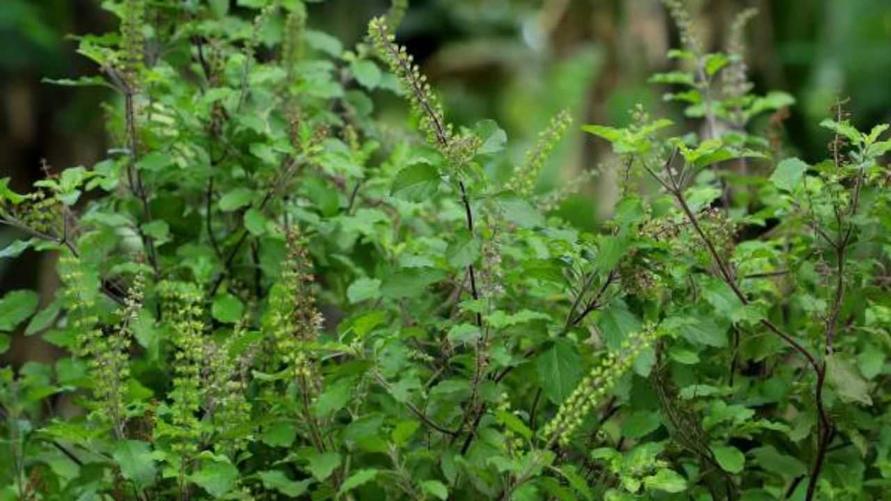 শরীর সুস্থ রাখতে হার্টের পাশাপাশি লিভার ভাল রাখাও জরুরি। তুলসি হজম ক্ষমতা বাড়াতে এবং লিভার সুস্থ রাখতে সাহায্য করে। আর লিভারের সঙ্গে কোলেস্টেরলেরও যোগ রয়েছে। লিভার সুস্থ থাকলে হার্টও ভাল থাকে