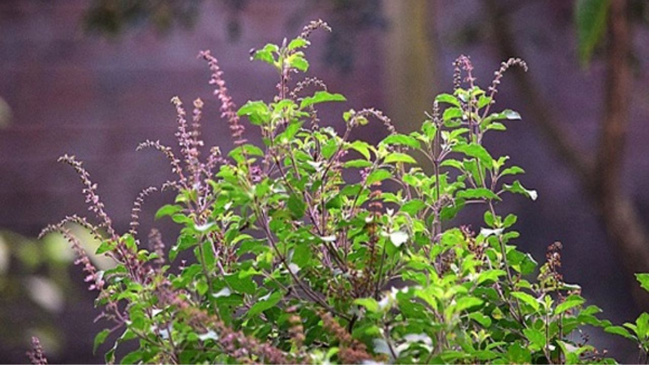 Tips of Tulsi: দ্রুত কোটিপতি হতে চান? এই ৪ জিনিস দিলে কখনও রুষ্ট হন না 'ধনদেবী' তুলসী