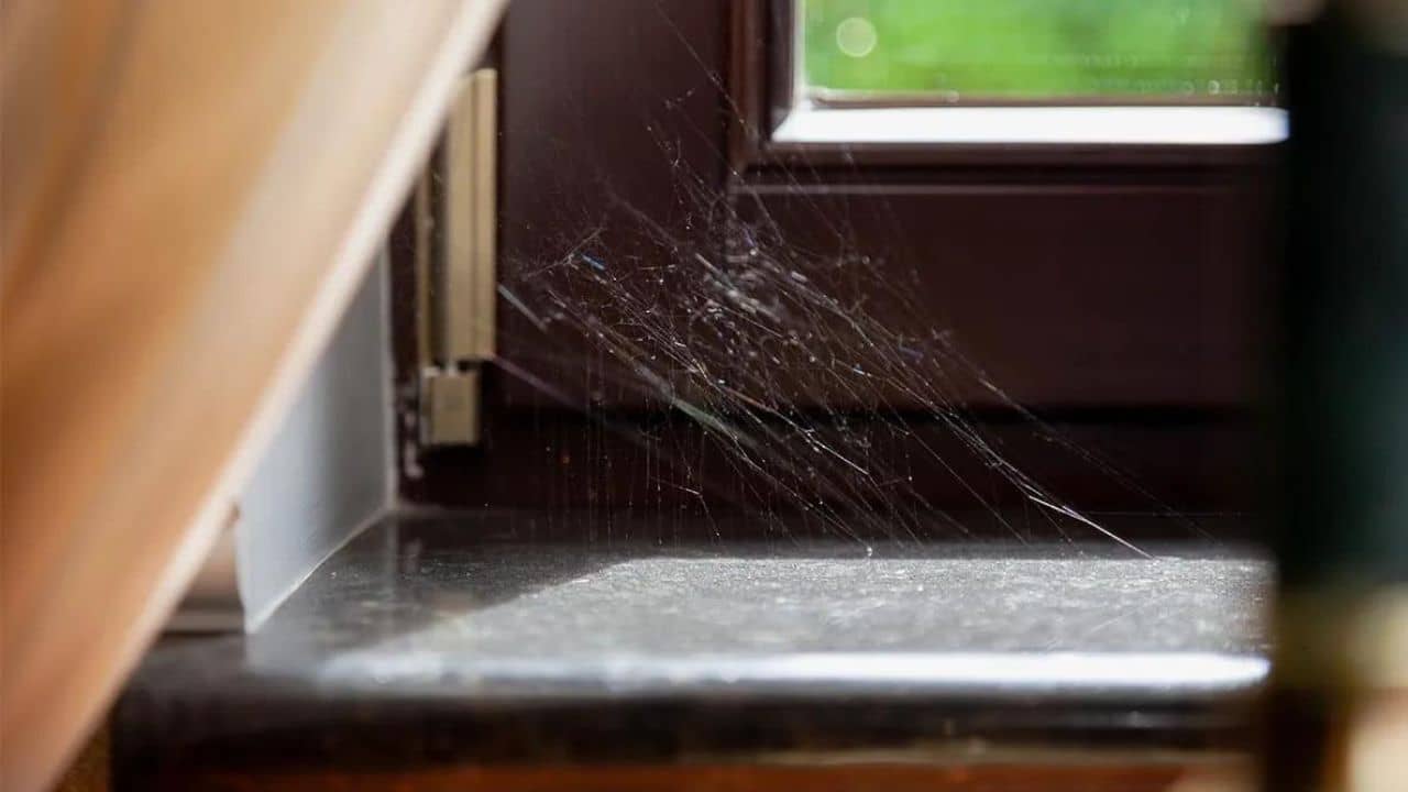 Spider Webs: ঘরে মাকড়সার জাল হলে অবহেলা নয়! মহালক্ষ্মীর কুনজরে রাজা থেকে কাঙালে পরিণত হবেন রাতারাতি