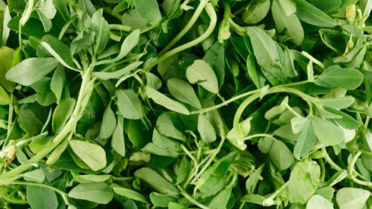 মেথি দানা খাওয়ার মতোই উপকারী মেথি শাক। মেথি শাকের মধ্যে ক্যালোরি নেই বললেই চলে। ফাইবারে ভরপুর মেথি শাক খেলে সহজেই ওজন কমে। পাশাপাশি হজমজনিত সমস্যাও দূরে থাকে।