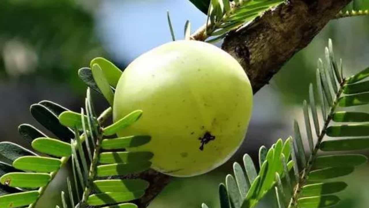 হিন্দু ধর্মে তিথি মেনে একাদশী ও পূর্ণিমা-অমাবস্যা মেনে চলার রীতি রয়েছে। ক্যালেন্ডার অনুসারে, আগামী ২০ মার্চ পালিত হবে আমলকী একাদশীর উপবাস ও ব্রত। আমলকী একাদশীর দিন উপবাস পালন করার পাশাপাশি আমলা গাছ ও বিষ্ণুর পুজো করা উচিত। এছাড়া এদিন উপবাস রাখলেও আমলা খাওয়ারও প্রথা রয়েছে।
