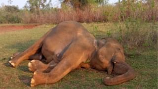 Elephant Death: ফুটফুটে এক হাতির শাবকের মৃত্যু, ধুপ জ্বালিয়ে প্রণাম করলেন গ্রামবাসী