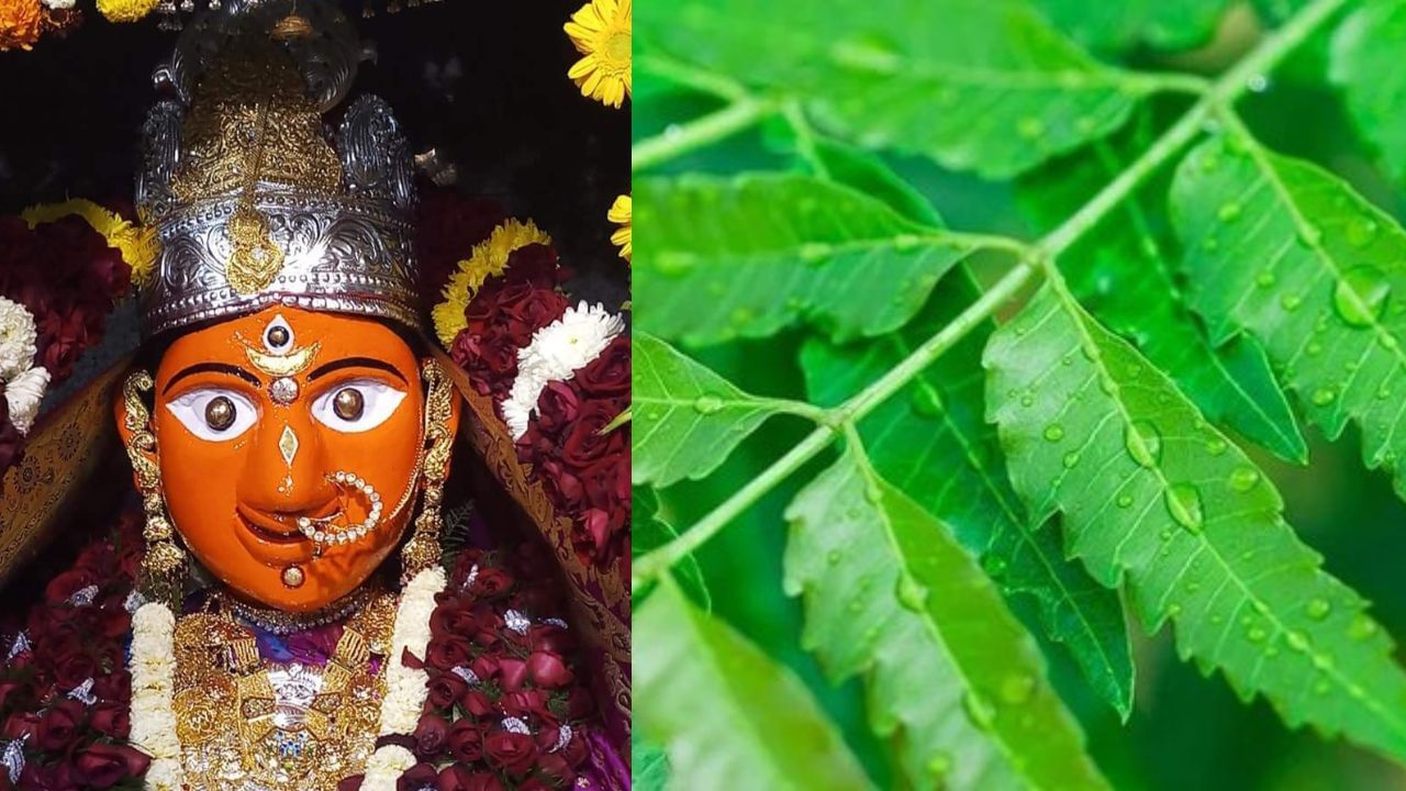 Chaitra Month 2024: চৈত্র মাসে নিম পাতার উপর অধিষ্ঠান করেন দেবী শীতলা! রোগভোগ থেকে বাঁচার সেরা উপায় জানুন