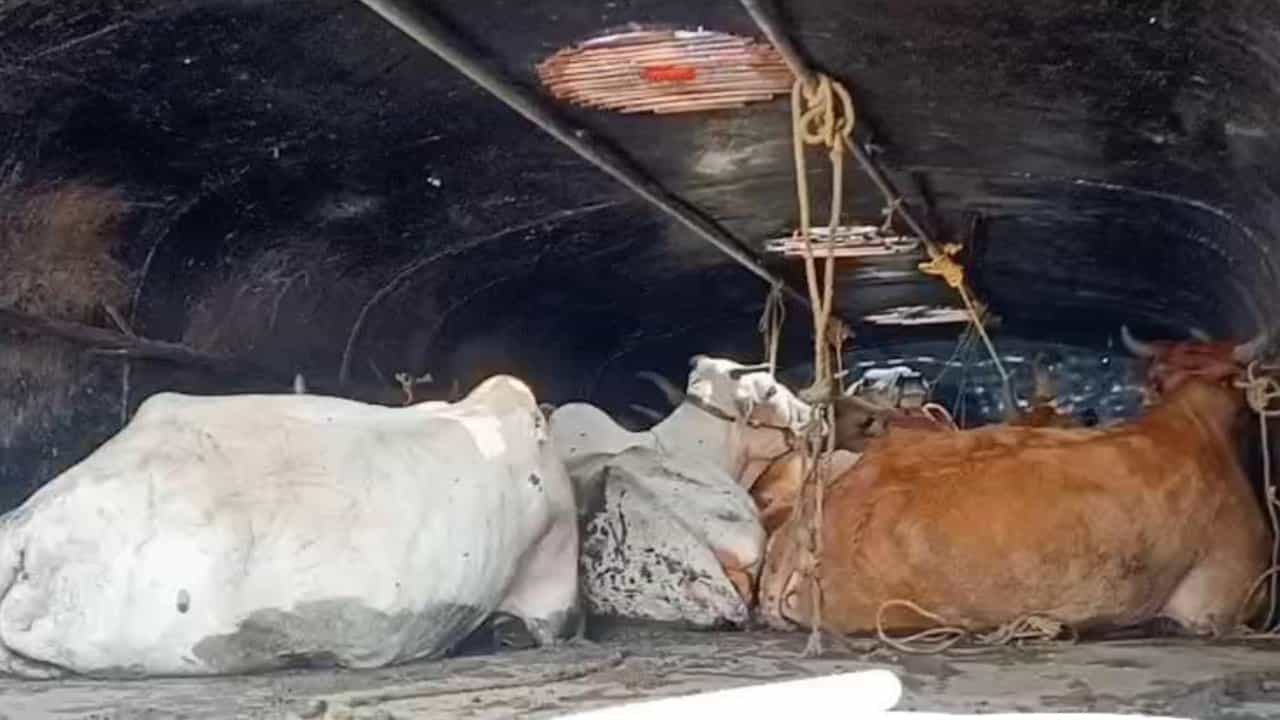 Purba Medinipur: বর্ধমানের পর মেদিনীপুর, এবার তেলের ট্যাঙ্কারে একঝাঁক গরু Purba Medinipur: বর্ধমানের পর মেদিনীপুর, এবার তেলের ট্যাঙ্কারে একঝাঁক গরু