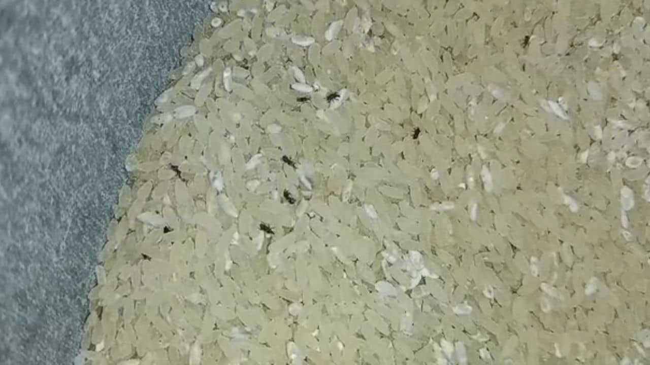 Mid Day Meal: চালে-ডালে থিক থিক করছে পোকা! সেই চাল দিয়েই রান্না হচ্ছে শিশুদের খাবার