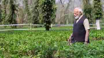 Assam Tea: অসমের চায়ের প্রশংসায় পঞ্চমুখ প্রধানমন্ত্রী মোদী, কেন বিশ্বজুড়ে এর সুখ্যাতি জানেন?