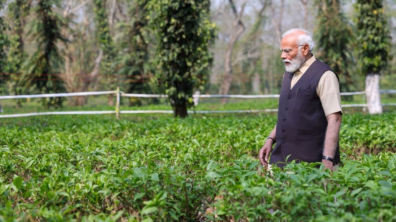 Assam Tea: অসমের চায়ের প্রশংসায় পঞ্চমুখ প্রধানমন্ত্রী মোদী, কেন বিশ্বজুড়ে এর সুখ্যাতি জানেন?