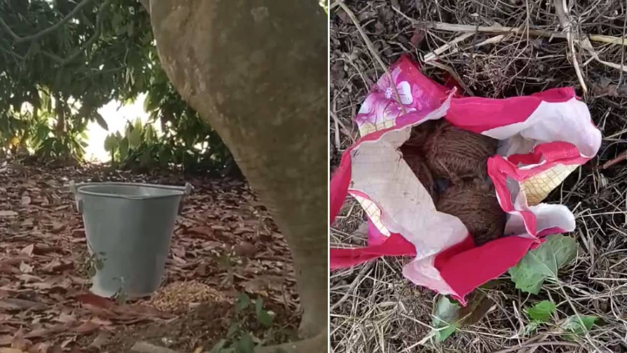 Bomb Recovery: জেলার দুই প্রান্ত থেকে একইদিনে উদ্ধার তাজা বোমা! ভোটে গরম মুর্শিদাবাদে এ কী অবস্থা