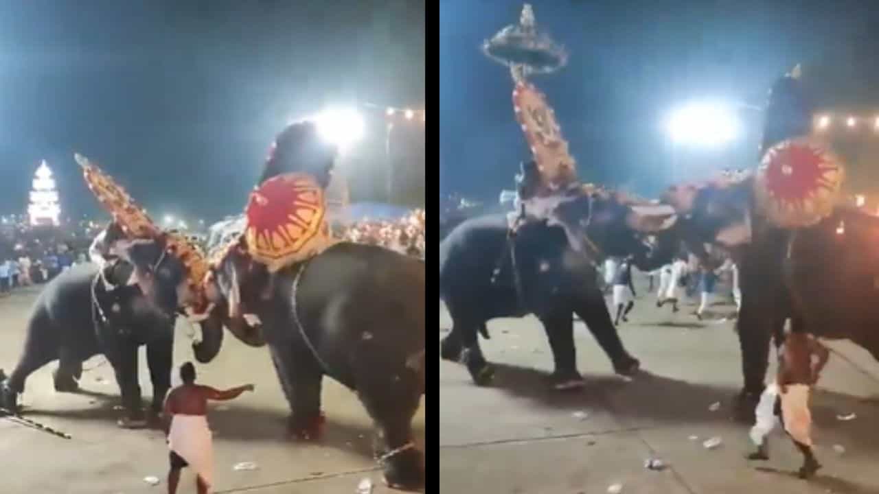 VIDEO: শুঁড়ে পেঁচিয়ে আছাড় দেওয়ার চেষ্টা সঙ্গীকেই, দুই দাঁতালের মল্লযুদ্ধে কেঁপে উঠল দেবতার স্থান VIDEO: শুঁড়ে পেঁচিয়ে আছাড় দেওয়ার চেষ্টা সঙ্গীকেই, দুই দাঁতালের মল্লযুদ্ধে কেঁপে উঠল দেবতার স্থান
