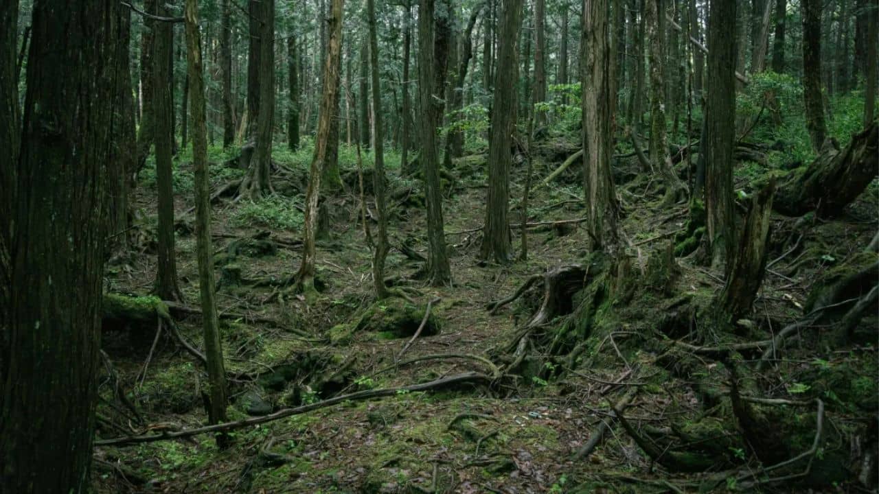 Suicide: জানেন এই জঙ্গলে বেশির ভাগ মানুষ আত্মহত্যা করতে যায়, কী এমন আছে?