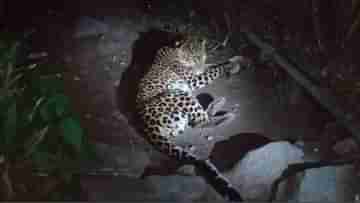 Leopard Spotted: ঘুটঘুটে অন্ধকারে জ্বলজ্বল করছিল সাক্ষাৎ যমদূতের চোখ, দর্শন মিলতেই যা হল...