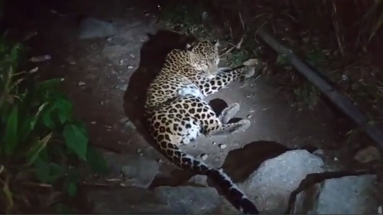 Leopard Spotted: ঘুটঘুটে অন্ধকারে জ্বলজ্বল করছিল সাক্ষাৎ 'যমদূতের' চোখ, দর্শন মিলতেই যা হল...