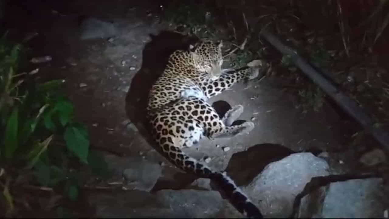 Leopard Spotted: ঘুটঘুটে অন্ধকারে জ্বলজ্বল করছিল সাক্ষাৎ 'যমদূতের' চোখ, দর্শন মিলতেই যা হল... Leopard Spotted: ঘুটঘুটে অন্ধকারে জ্বলজ্বল করছিল সাক্ষাৎ 'যমদূতের' চোখ, দর্শন মিলতেই যা হল...