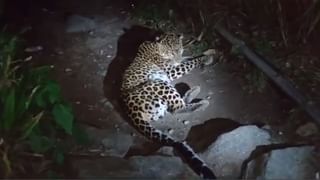 Leopard Spotted: ঘুটঘুটে অন্ধকারে জ্বলজ্বল করছিল সাক্ষাৎ ‘যমদূতের’ চোখ, দর্শন মিলতেই যা হল…