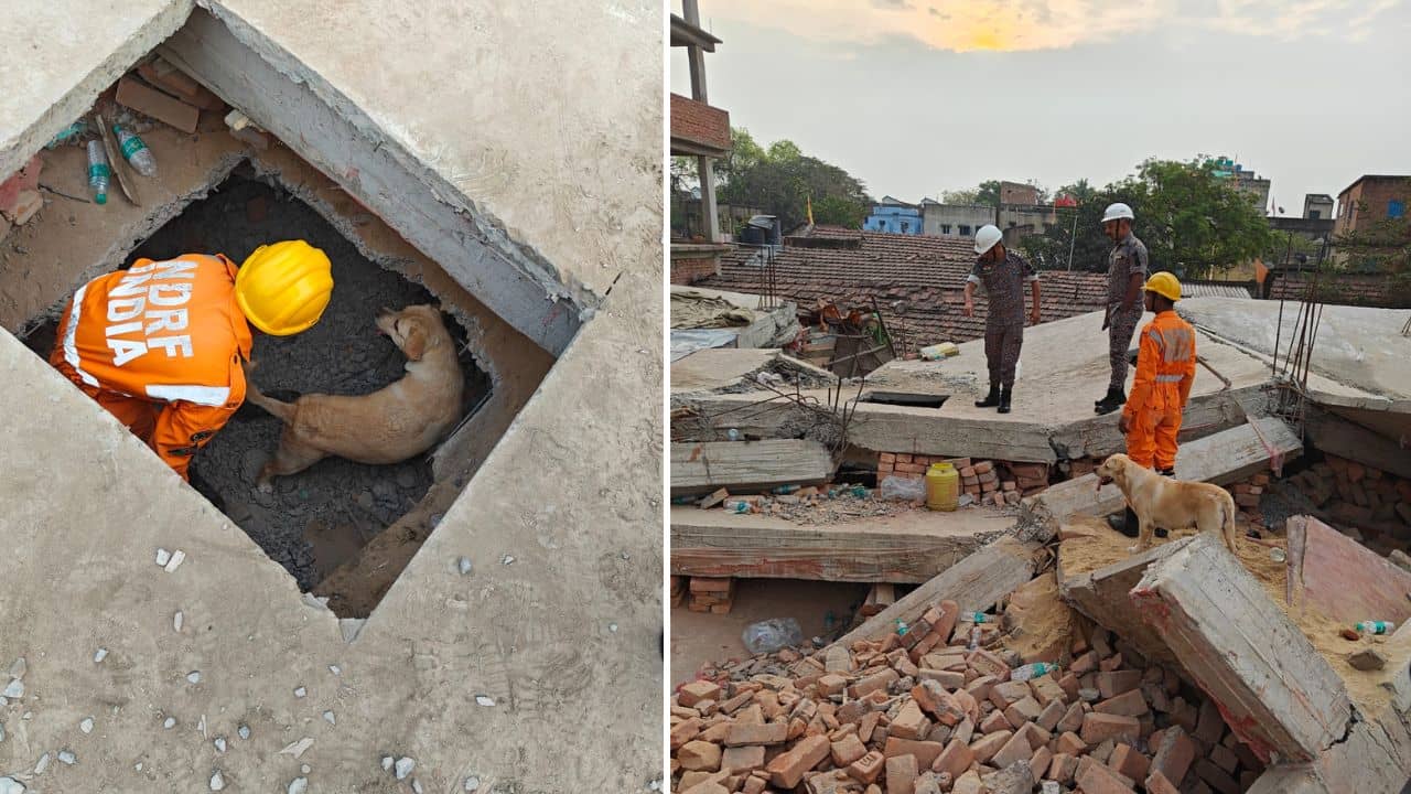 Garden Reach Building Collapse: কংক্রিটের ধ্বংসস্তূপের ভিতরে ঢুকছে স্নিফার ডগ, এখনও কতজন আটকে থাকার আশঙ্কা?