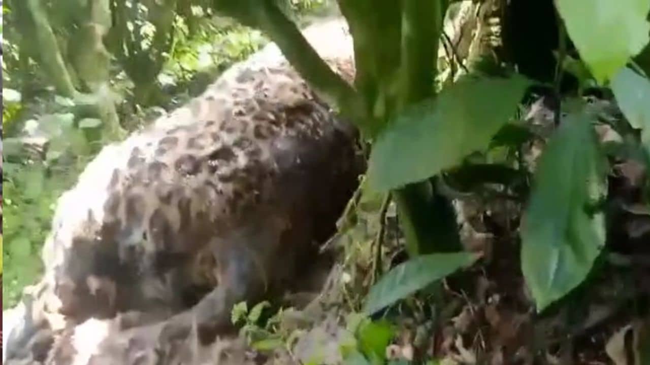 Alipurduar: ডুয়ার্সে চিতাবাঘের দেহ উদ্ধার, ছড়াল চাঞ্চল্য