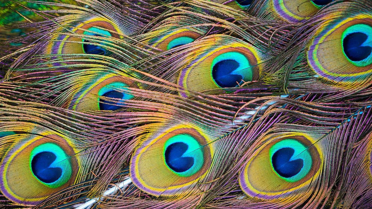 Peacock feather Tips: ময়ূরের পালক বাড়িতে রাখলে সারাজীবনের জন্য কী কী ঘটতে পারে?