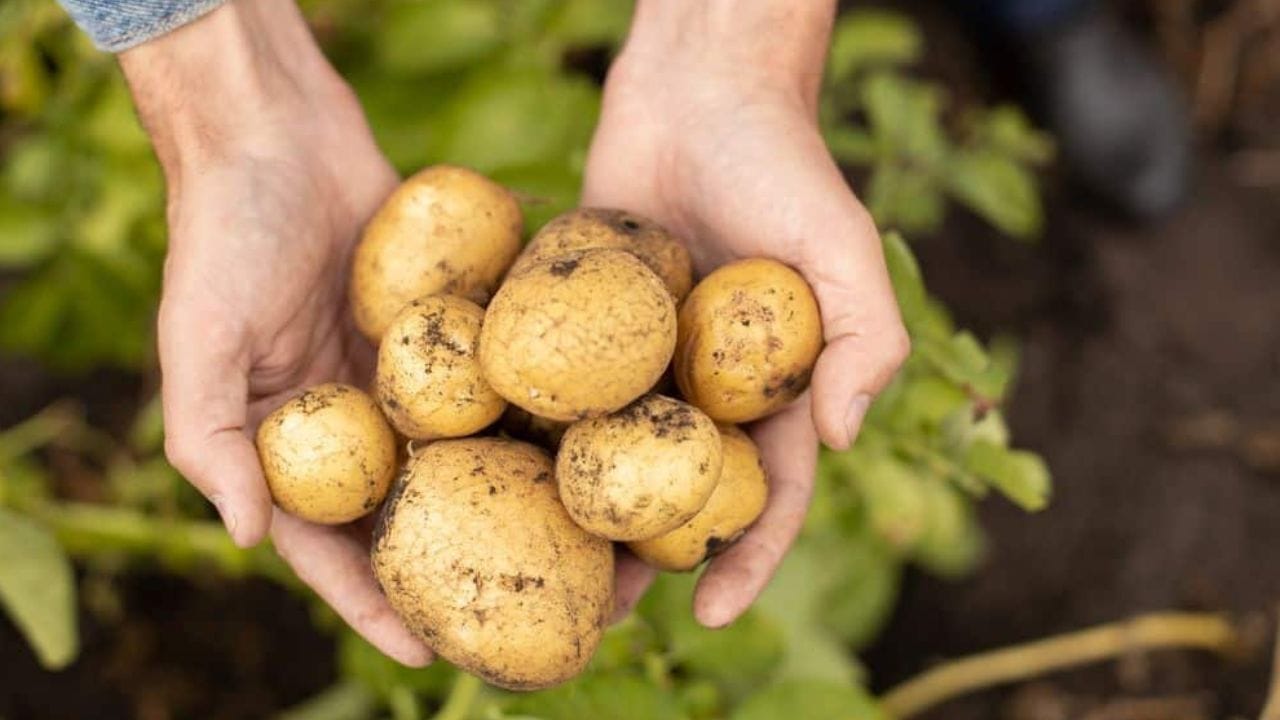 মাথার উপর ঋণের বোঝায় মানসিক অশান্তি বাড়ে পরিবারের মধ্যে। জীবনে কেউই চান না অন্য কারওর কাছ থেকে বা ব্যাঙ্ক থেকে বিশাল অঙ্কের টাকা ঋণ নিতে। এর পিছনে থাকে কোনও না কোনও বাধ্যতামূলক কাজ। যার কারণ ঋণ নেওয়া ছাড়া আর কোনও উপায় থাকে না।
