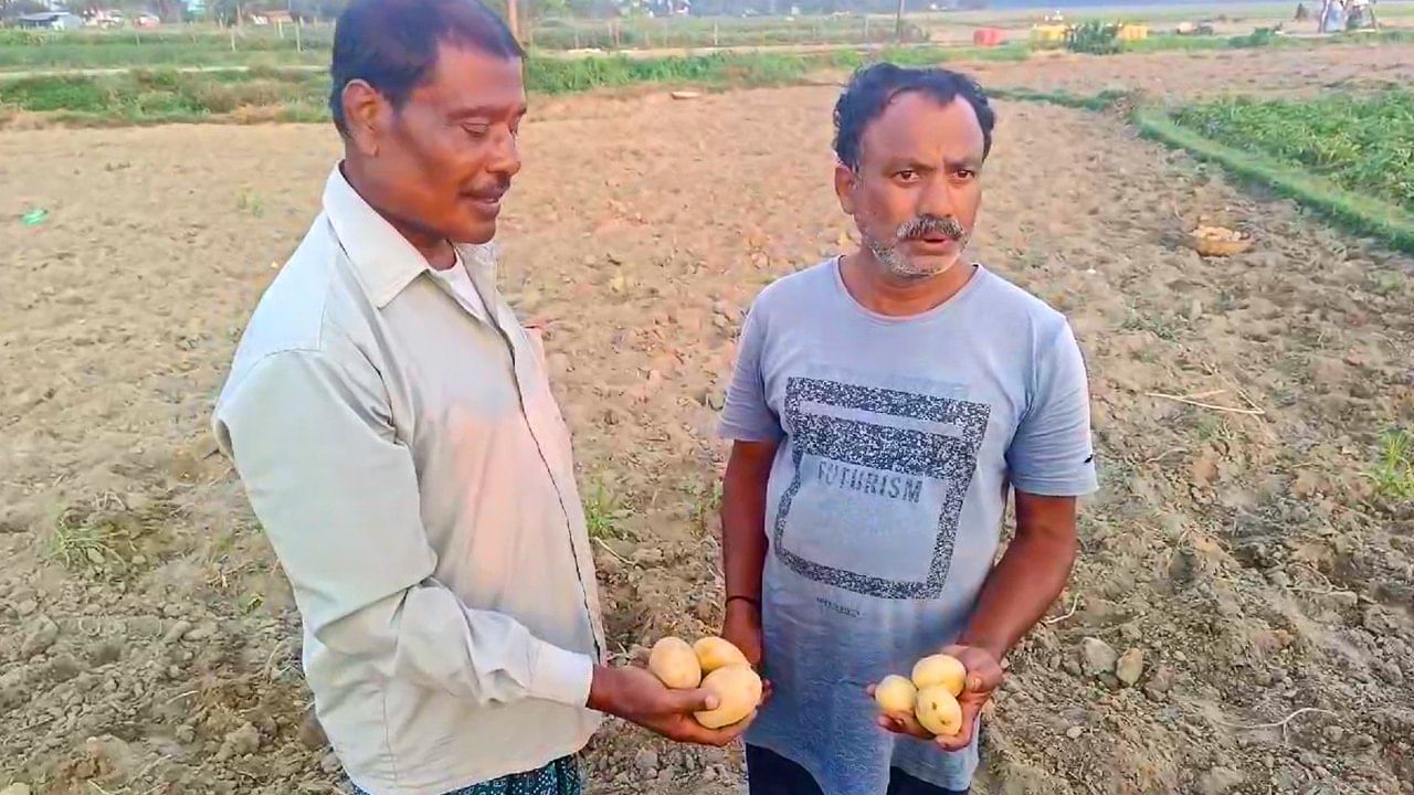 Potato: কোনটা জ্যোতি, কোনটা চন্দ্রমুখী? চিনবেন কীভাবে?