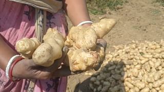 Potato: কোনটা জ্যোতি, কোনটা চন্দ্রমুখী? চিনবেন কীভাবে?