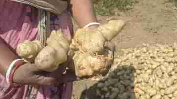 Potato: এ কী কাণ্ড! কোনওটা হাতি, কোনওটা ঘোড়া, আলু তুলতেই মাথায় হাত হুগলির চাষিদের