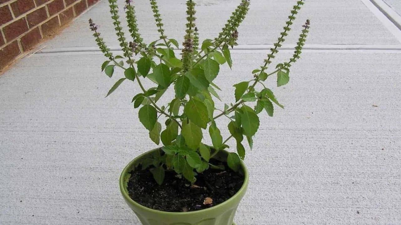 Tulsi Vastu Tips: রান্নাঘরে কি তুলসী গাছ রাখা উচিত? বাস্তুমতে মাথায় রাখুন এই ৩ কথা