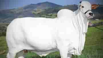 Most expensive cow: এই দেশি গরুটির দুধে আছে কি সোনা, কেন দাম ৪০ কোটি টাকা?