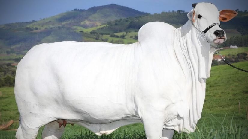 Most expensive cow: এই 'দেশি' গরুটির দুধে আছে কি সোনা, কেন দাম ৪০ কোটি টাকা?