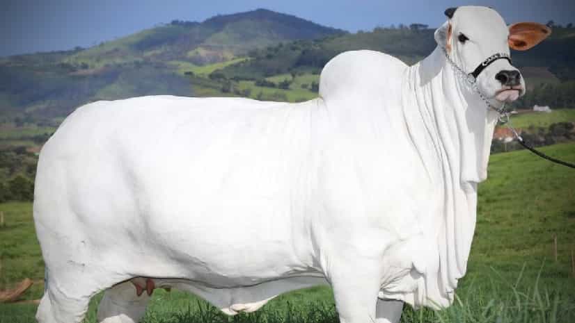 Most expensive cow: এই 'দেশি' গরুটির দুধে আছে কি সোনা, কেন দাম ৪০ কোটি টাকা? Most expensive cow: এই 'দেশি' গরুটির দুধে আছে কি সোনা, কেন দাম ৪০ কোটি টাকা?