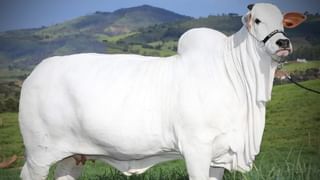 Most expensive cow: এই ‘দেশি’ গরুটির দুধে আছে কি সোনা, কেন দাম ৪০ কোটি টাকা?