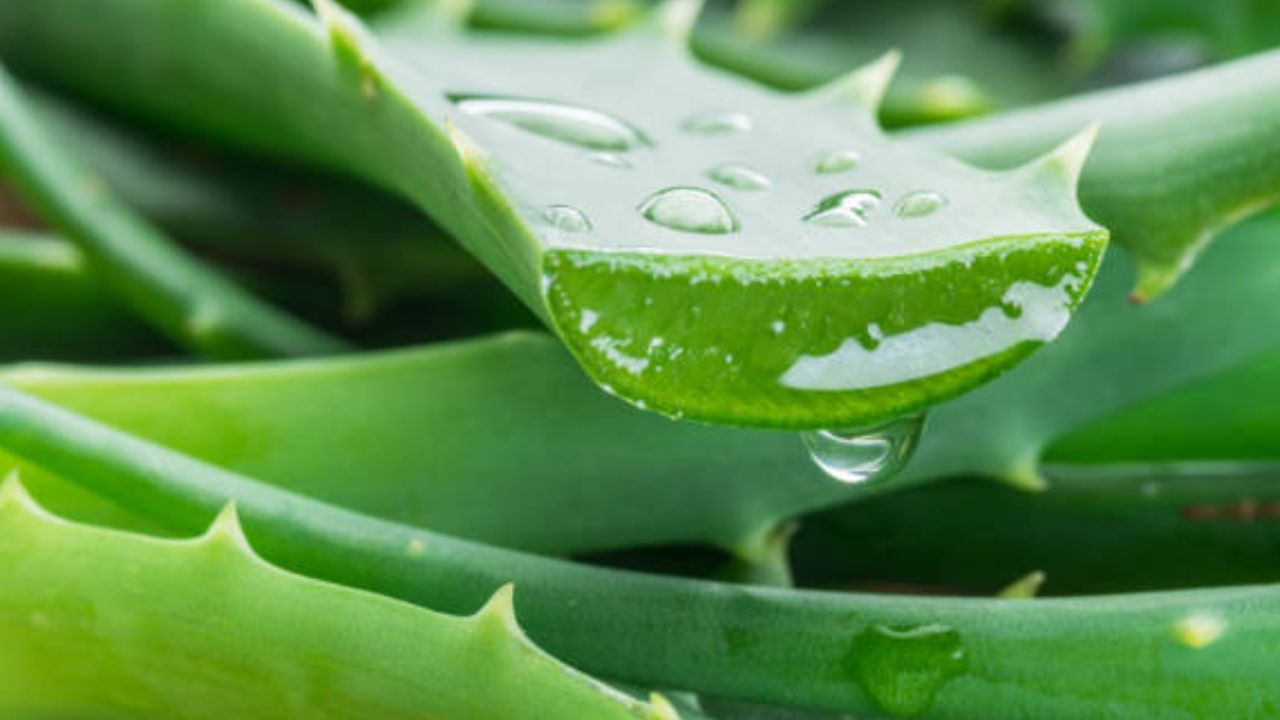 ত্বকের দাগ তোলা থেকে জেল্লা ফেরাতে অ্যালোভেরার জুড়ি নেই। অ্যালোভেরা পাতা হোক বা জেল- রোদে পুড়ে যাওয়া ত্বকের জেল্লা ফেরাতে রোজ এটা মুখে লাগান