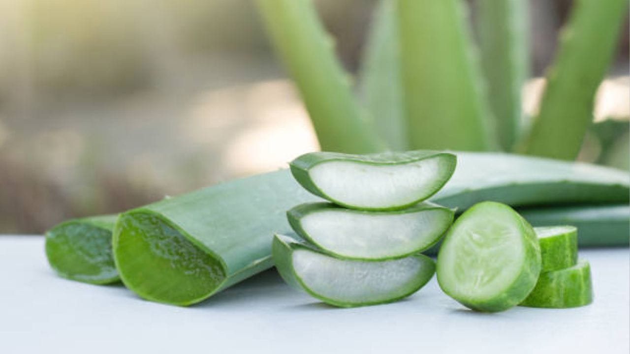 ত্বক সতেজ রাখতেও সাহায্য করে অ্যালোভেরা জেল। অ্যালোভেরায় থাকা বিভিন্ন ভিটামিন, খনিজ ও ফলিক অ্যাসিড ত্বককে পুষ্টি জোগায়। ফলে জেল্লাদার হয়ে ওঠে ত্বক
