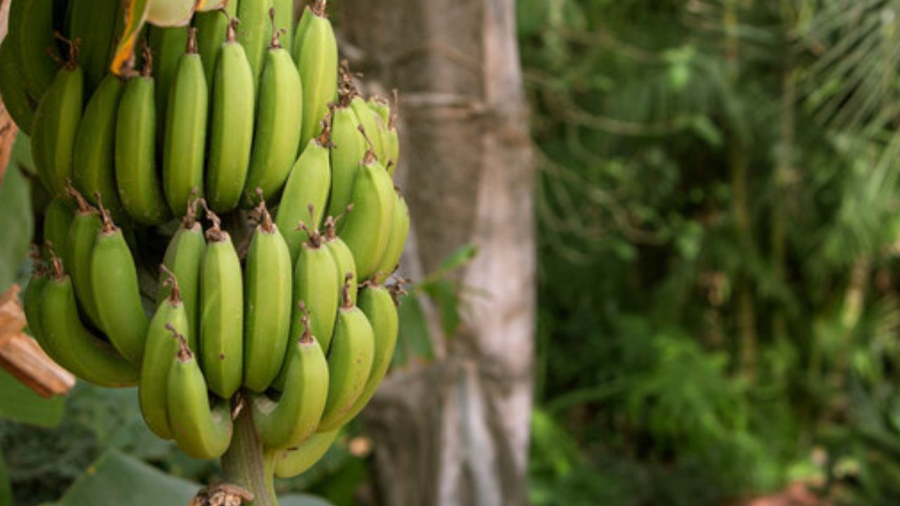 কলার মধ্যের অনেক ইলেক্ট্রোলাইটসরয়েছে, যা দেহের ভিটামিন, মিনারেলসের মাত্রা নিয়ন্ত্রণ করতে সাহায্য করে এবং শরীরকে চাঙ্গা রাখে