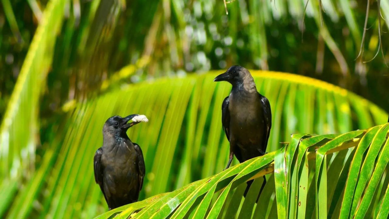 Crow Tips: বাড়ির এদিকে কাক বসলে ধনী হওয়ার সম্ভাবনা থাকে ৯৯শতাংশ! বাস্তুমতে আর কী কী ইঙ্গিত দেয়, জানুন