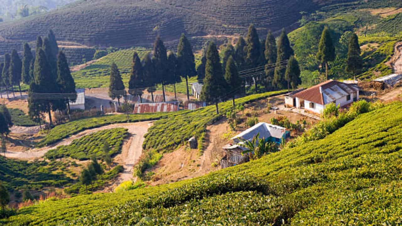 Offbeat Darjeeling: পুরোদমে গরম পড়ার আগে পাহাড়ে ঢুঁ মারতে চান? একদম কম খরচের ৫ অফবিটের খোঁজ রইল Offbeat Darjeeling: পুরোদমে গরম পড়ার আগে পাহাড়ে ঢুঁ মারতে চান? একদম কম খরচের ৫ অফবিটের খোঁজ রইল