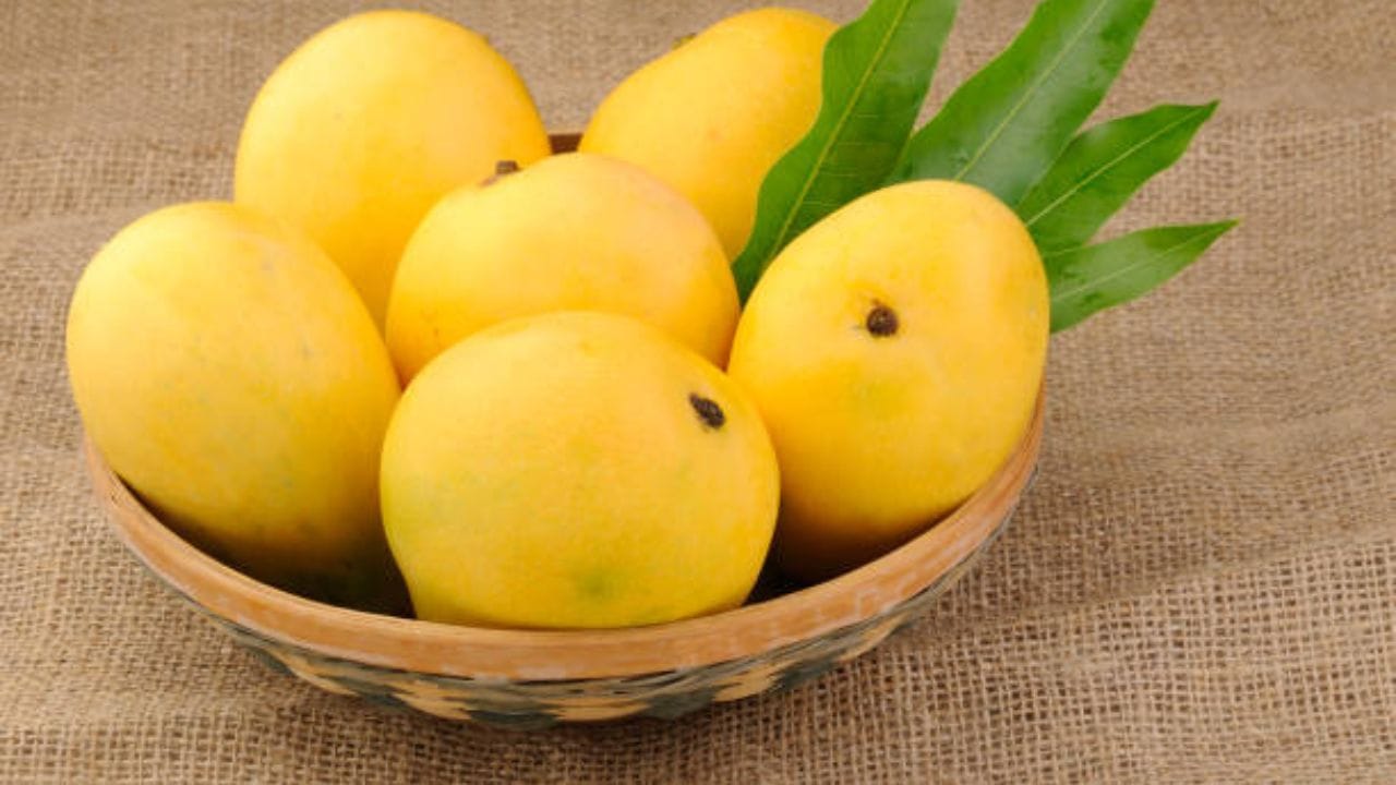 বছরে মাত্র ২ মাস পাকা আম পাওয়া যায়। কিন্তু এই দু'মাস যদি পাকা আম খেয়ে ফেলেন, আপনিই বিপদে পড়বেন। পাকা আমের মধ্যে সুক্রোজ ও ফ্রুটোজ রয়েছে এবং গ্লাইসেমিক সূচক ৫১-৬০। তাই সুগার রোগীদের এই ফল এড়িয়ে যাওয়া উচিত।