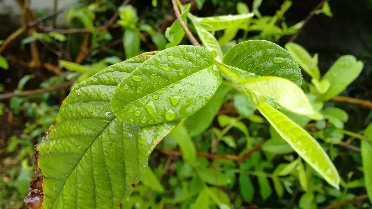 পেয়ারা ওজন কমাতে সাহায্য করে। তা যুগ যুগ ধরেই মানুষ জেনে এসেছে। কিন্তু এর পাতাও যে শরীরের ফ্যাট গলাতে পারে, তা জানতেন কি? এতে প্রচুর পরিমানে ফাইবার রয়েছে।