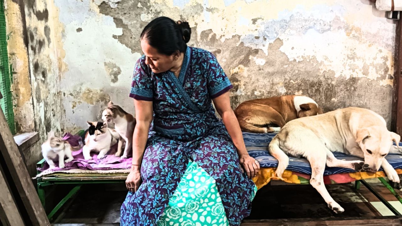 Stray Dog: লালি, বুলেট, ধিঙ্গি-রা থাকবে কোথায়? ১৫০ সন্তানের জন্য আশ্রয় খুঁজছেন নিউ আলিপুরের 'গার্গীদি'